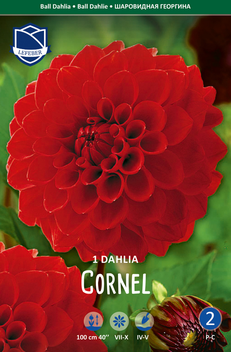 Dahlia Cornel