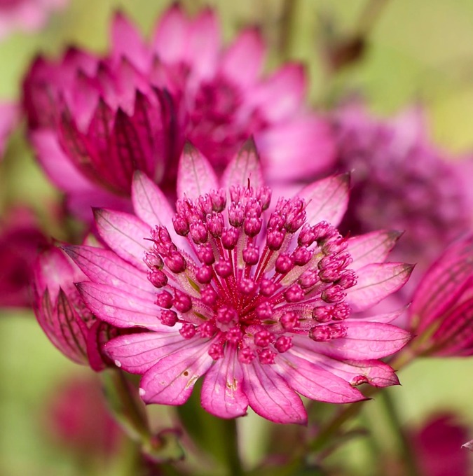 Strantia Major/Sveipstjarna Cerise Button í 19cm potti