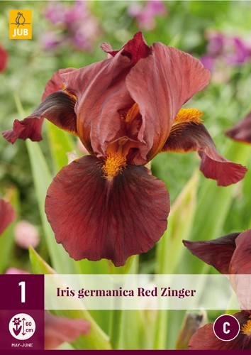 Iris Germanica Red Zinger 1stk
