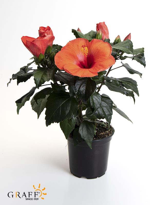 Hibiscus Rosa Sinensis/Havaírós í 13cm pt.