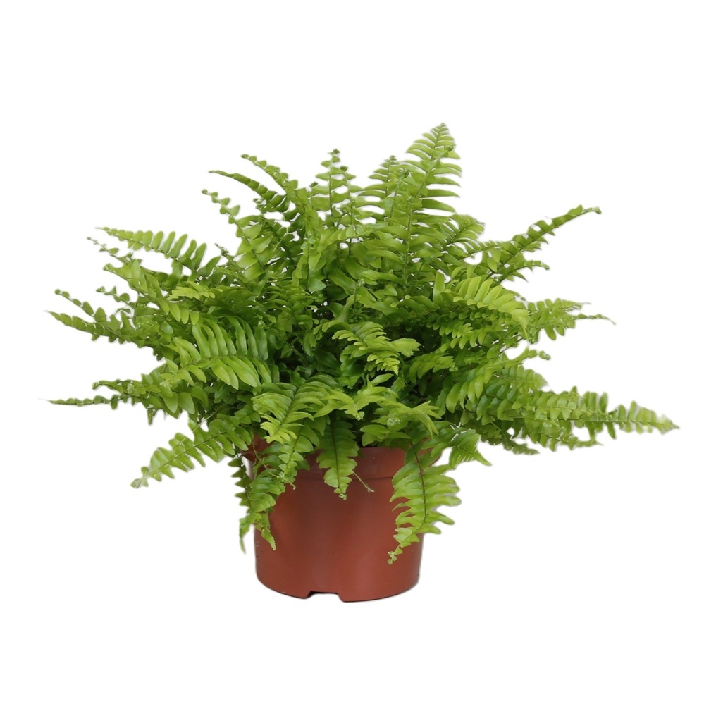 Sverðburkni 'Boston' / Nephrolepis Exaltata í 12cm pt.