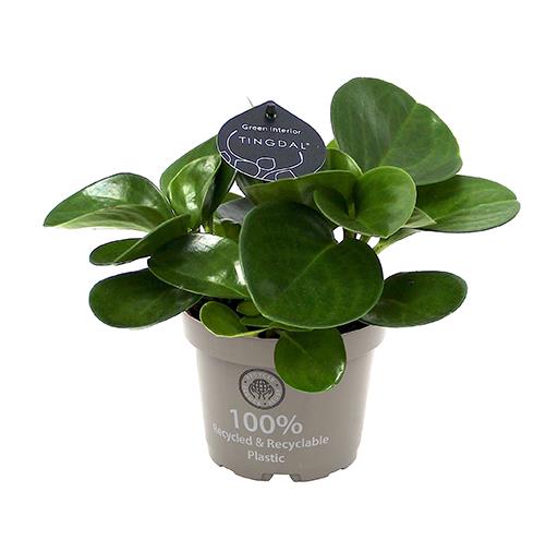 Peperomia Obtusifolia/Marmaraskott í 11cm pt.