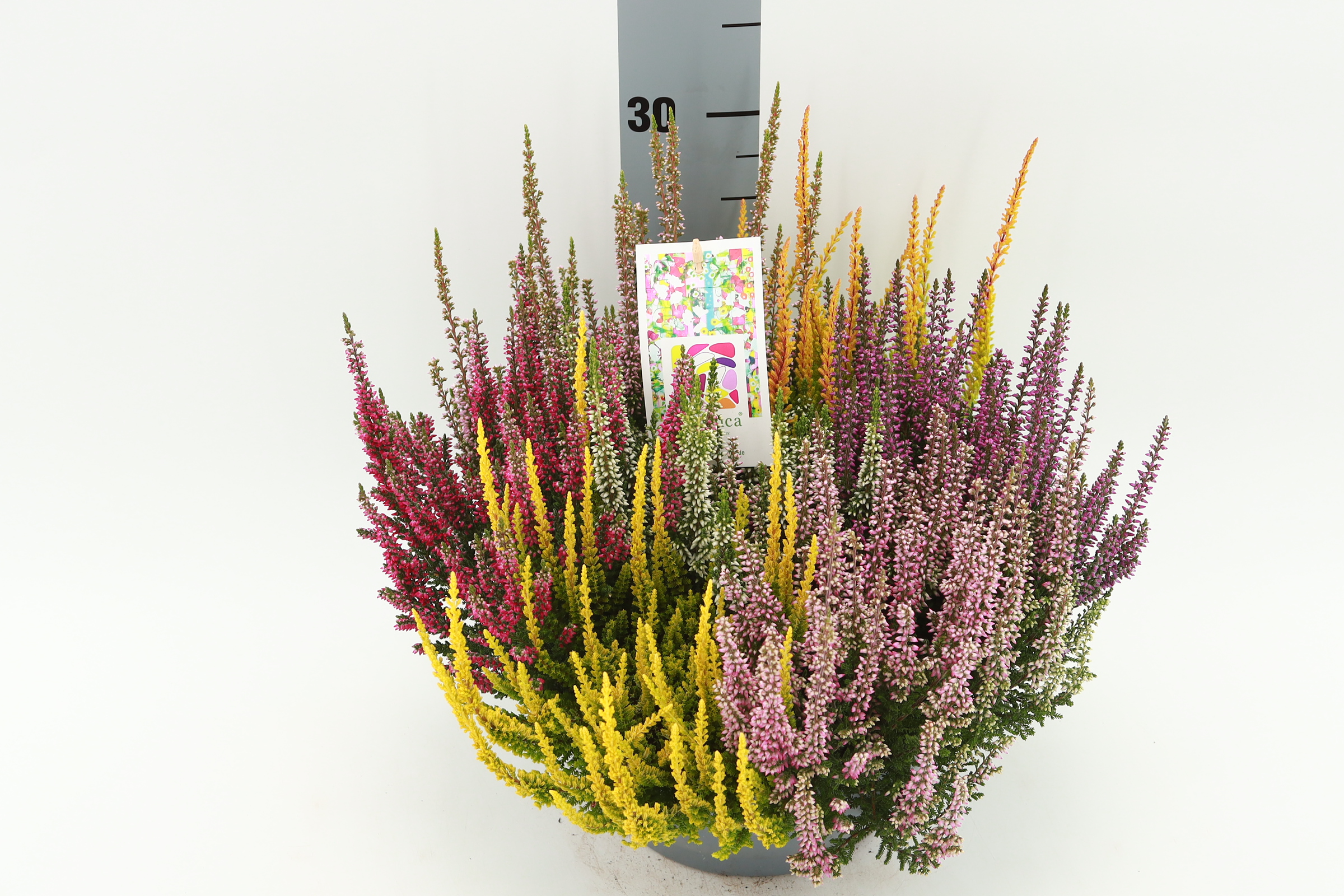Calluna vulgaris Beauty Lady Moisaica í 27cm potti
