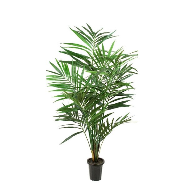 Gervi Paradísarpálmi/Kentia Palm í pt. 150cm