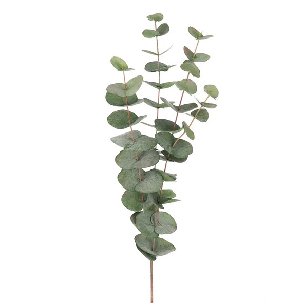 Gervi Eucalyptus grein 60cm