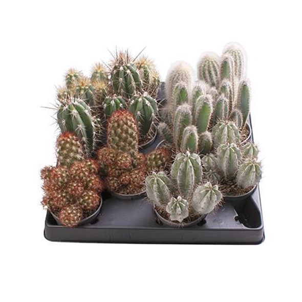 Cactaceae/Kaktus í 6cm pt.