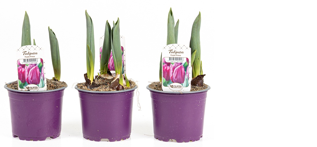 Tulipa Altaica var. Ferganica/Fjallatúlípani í 10cm pt.