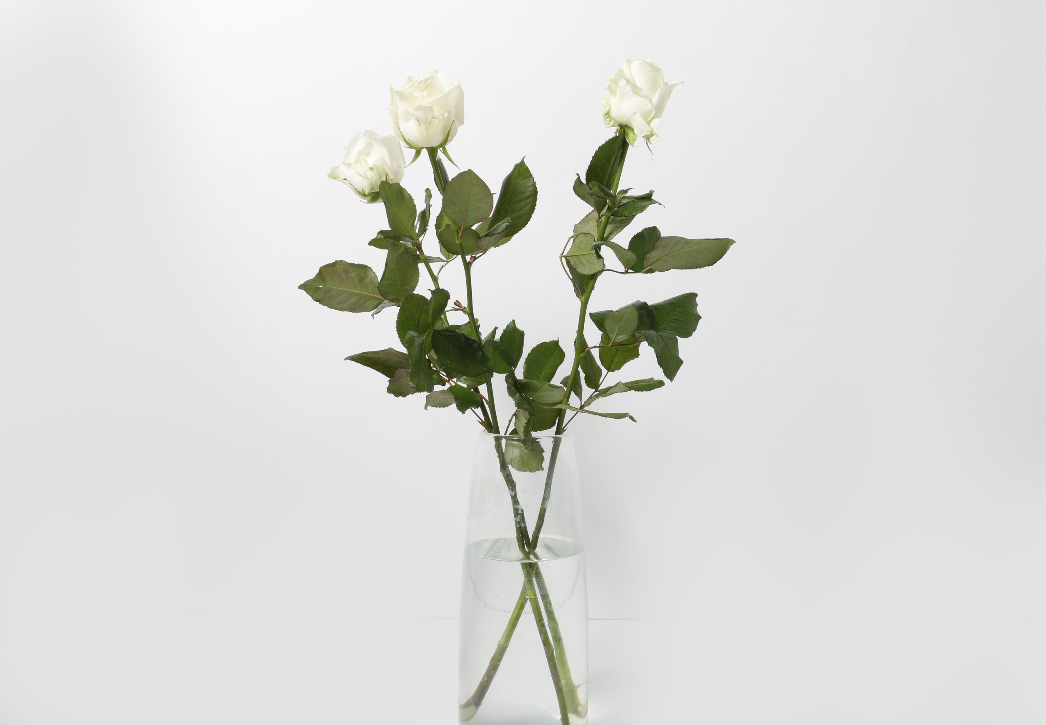 Rósir hvítar 60cm 3stk.
