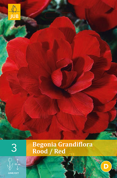 Begonias Grandiflora Red 3stk.