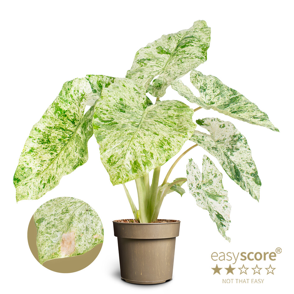 Alocasia/Nikurblað Micholitziana í 17cm potti