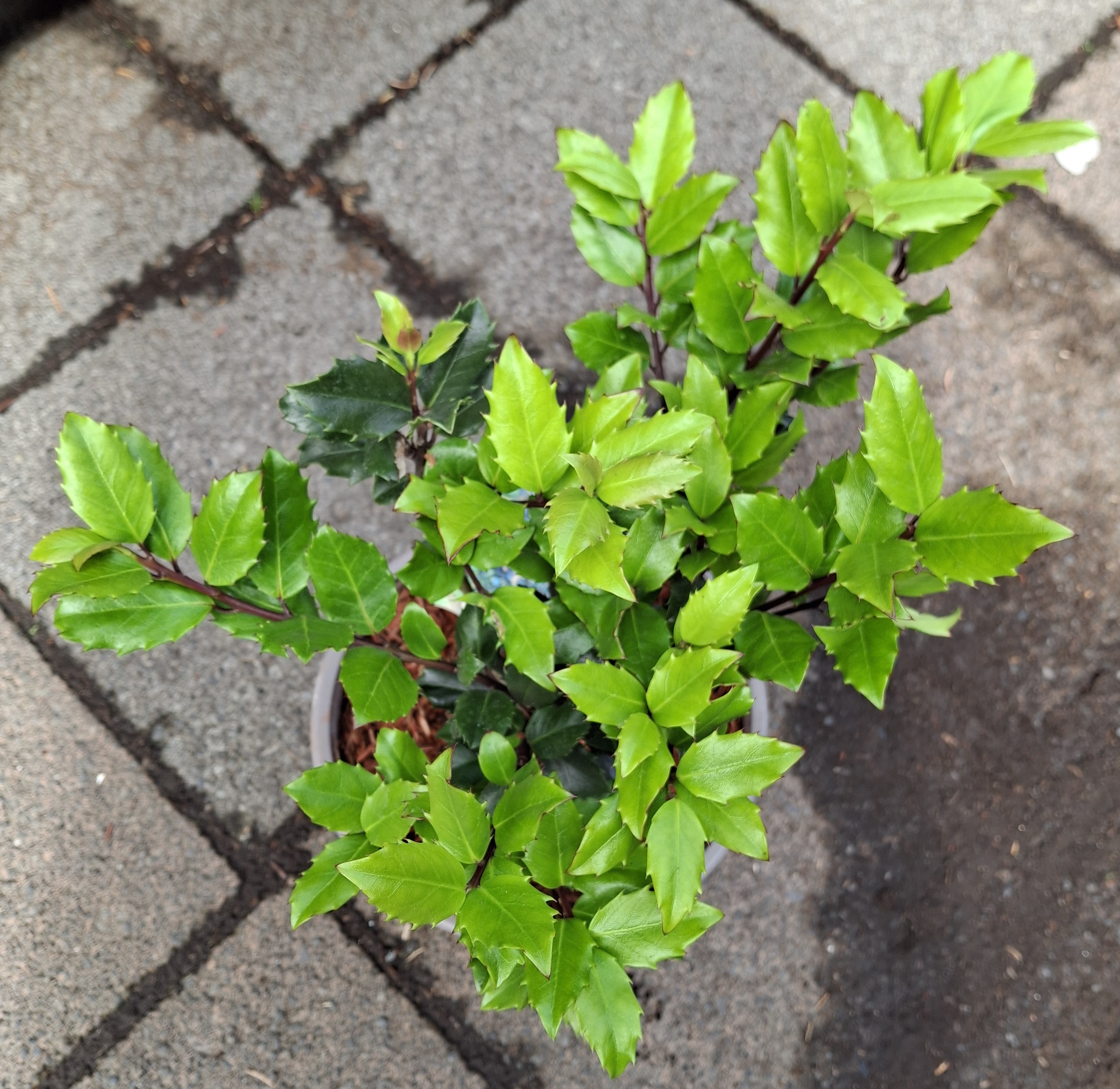 Ilex meserveae Blue Prince/Kristsþyrnir 3 ltr pt.