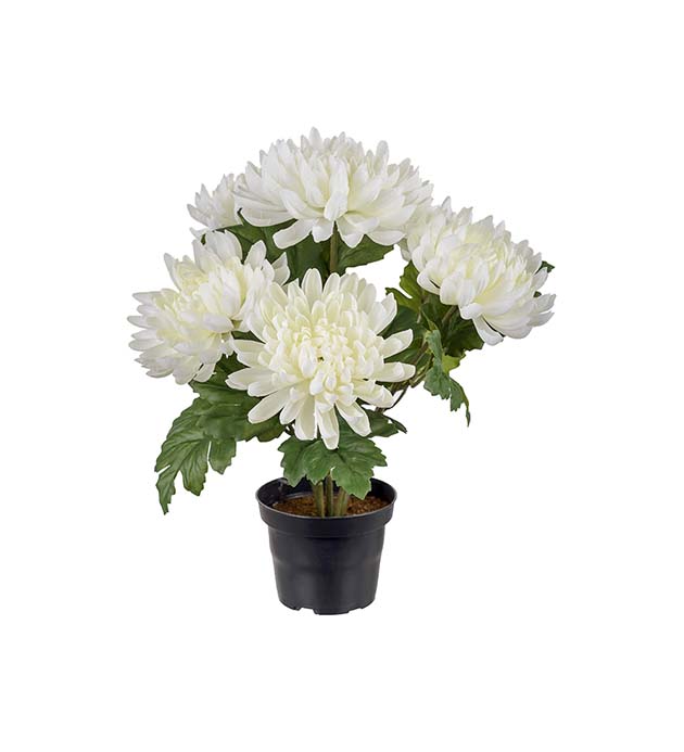 Gervi Chrysanthemum 30cm í potti hvítt