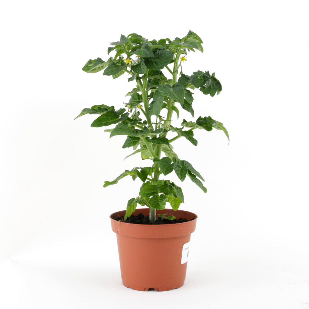 Tómatplanta 'Venus' / Solanum Lycopersicum 30-40cm