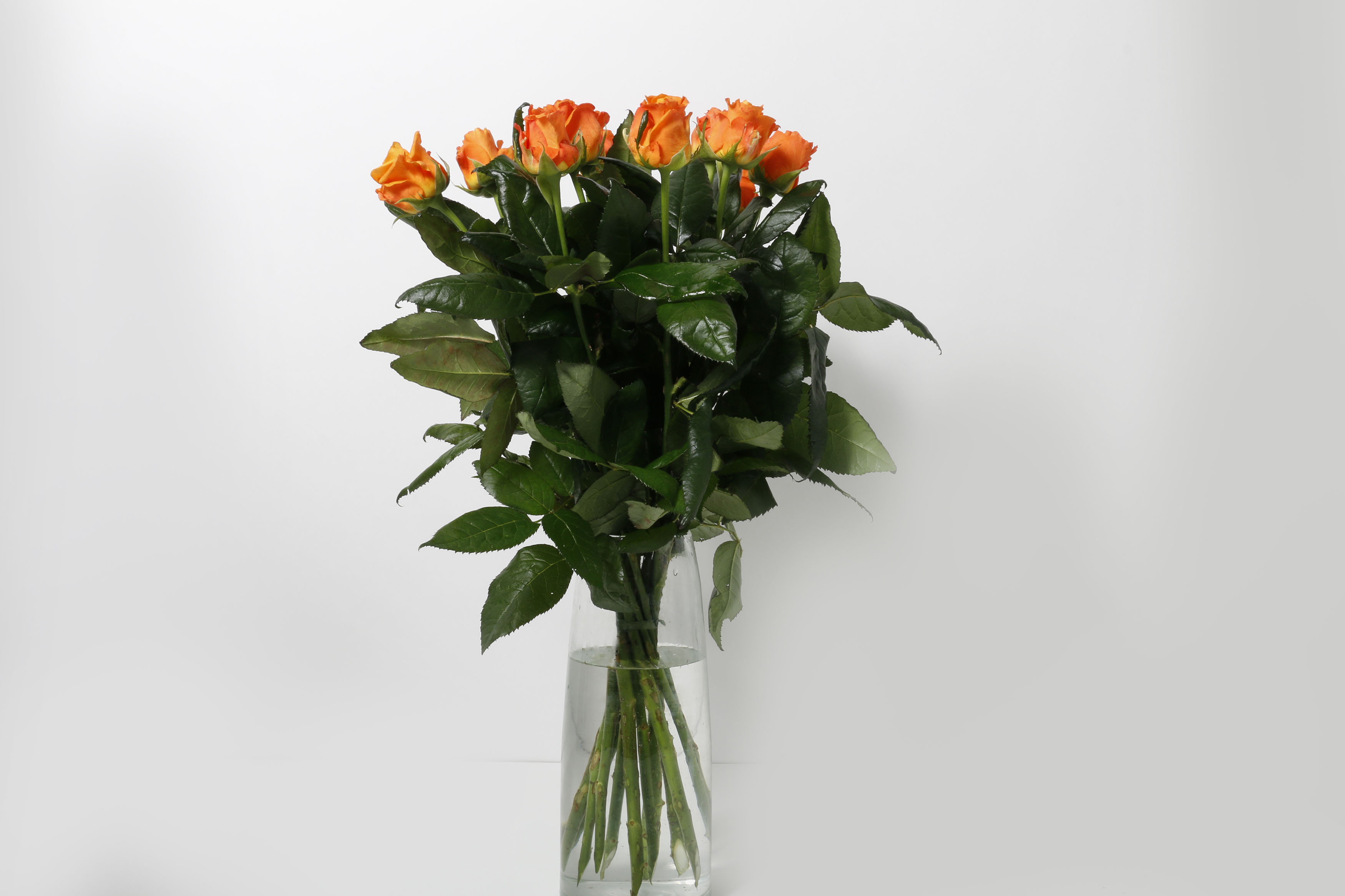 Rósir appelsínugular 60cm 12stk.