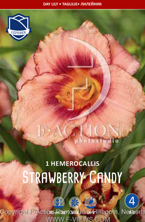 Hemerocallis Strawberry Candy 1stk.