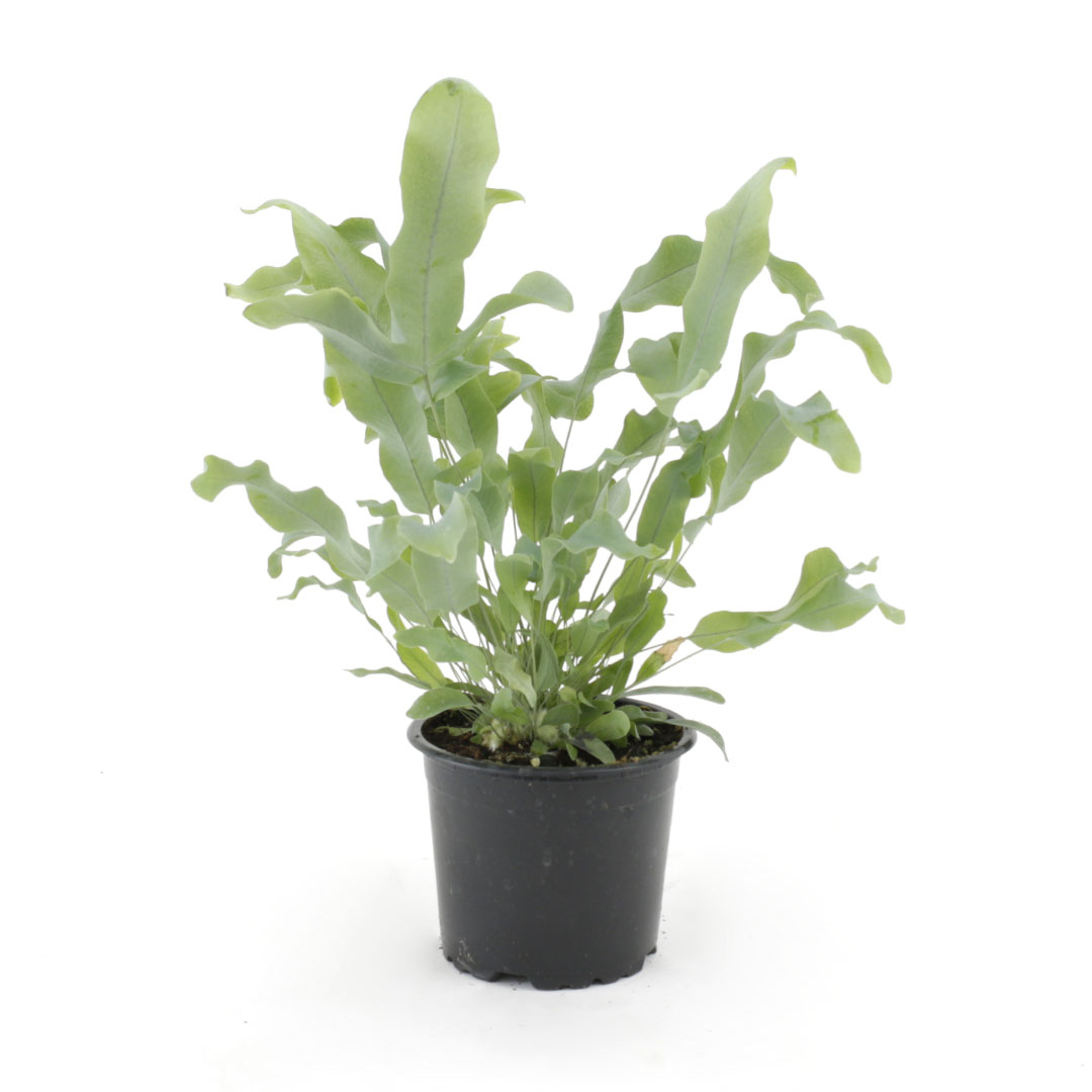 Phlebodium Aureum/Gullburkni 'Blue Star' í 14cm pt.