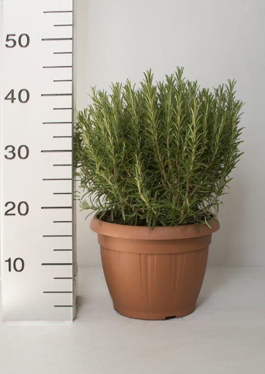 Rosmarinus officinalis/Rósmarín í 25cm potti