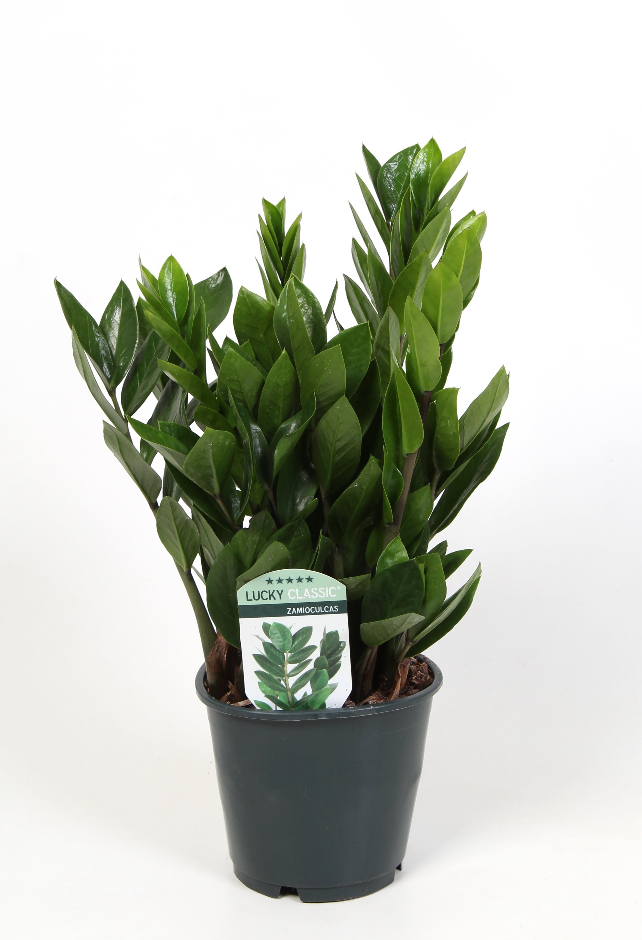 Zamioculcas Zamiifolia/Sómakólfur í 14cm pt.