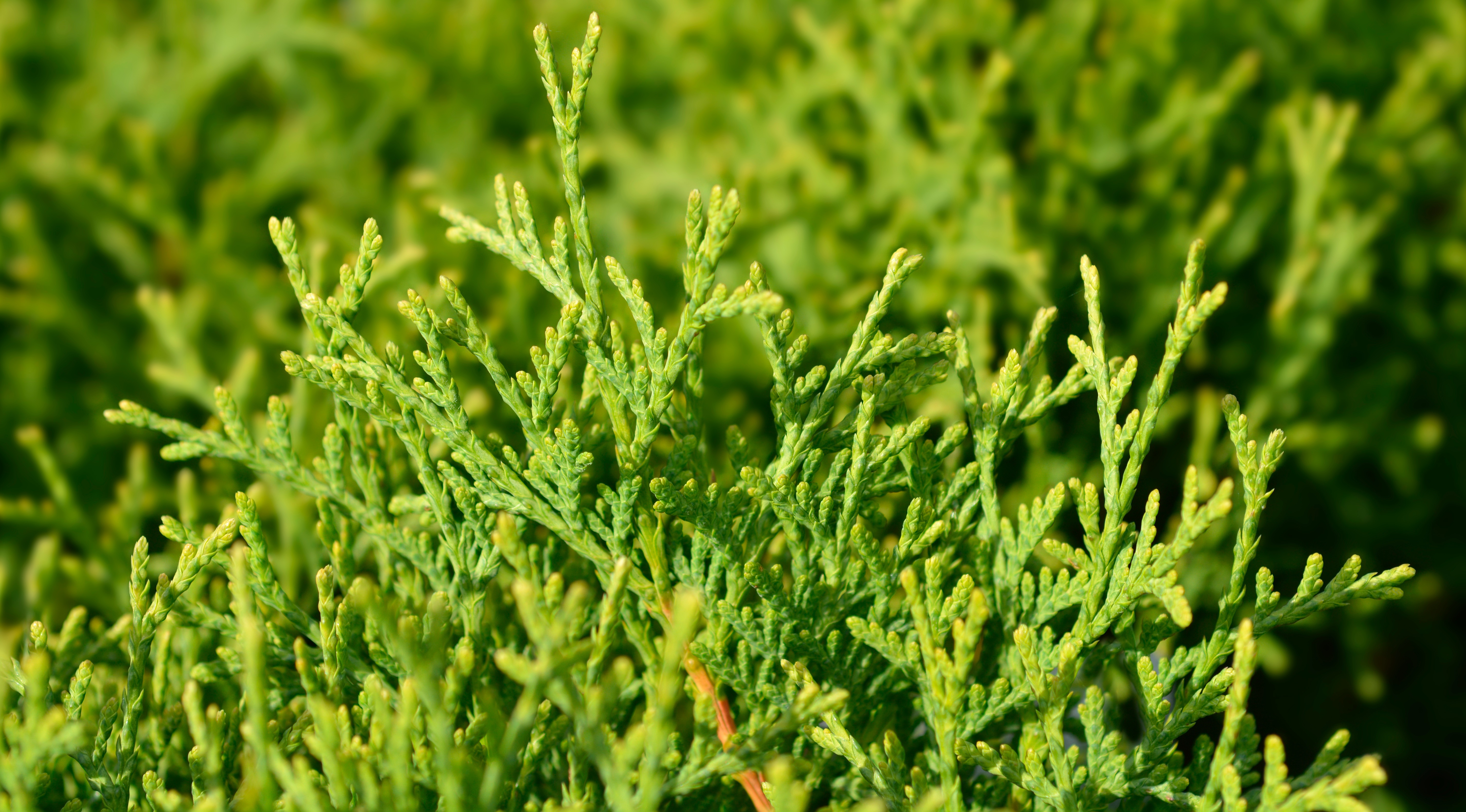 Thuja occ. Kanadalífviður Tiny Tim í 3 ltr. pt.