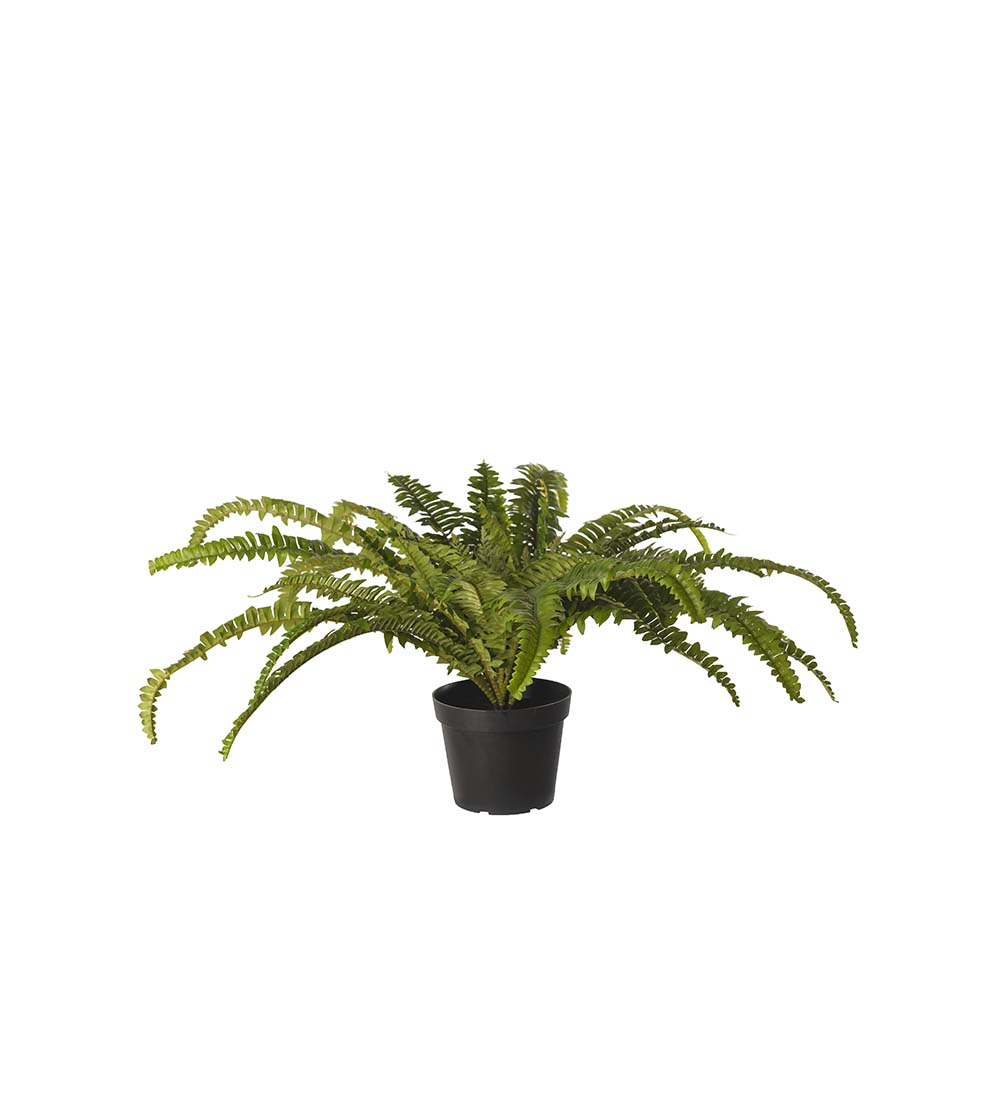 Gervi Burkni 45cm í potti