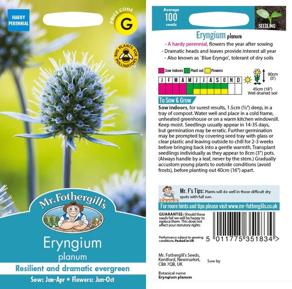 Fræ Eryngium planum