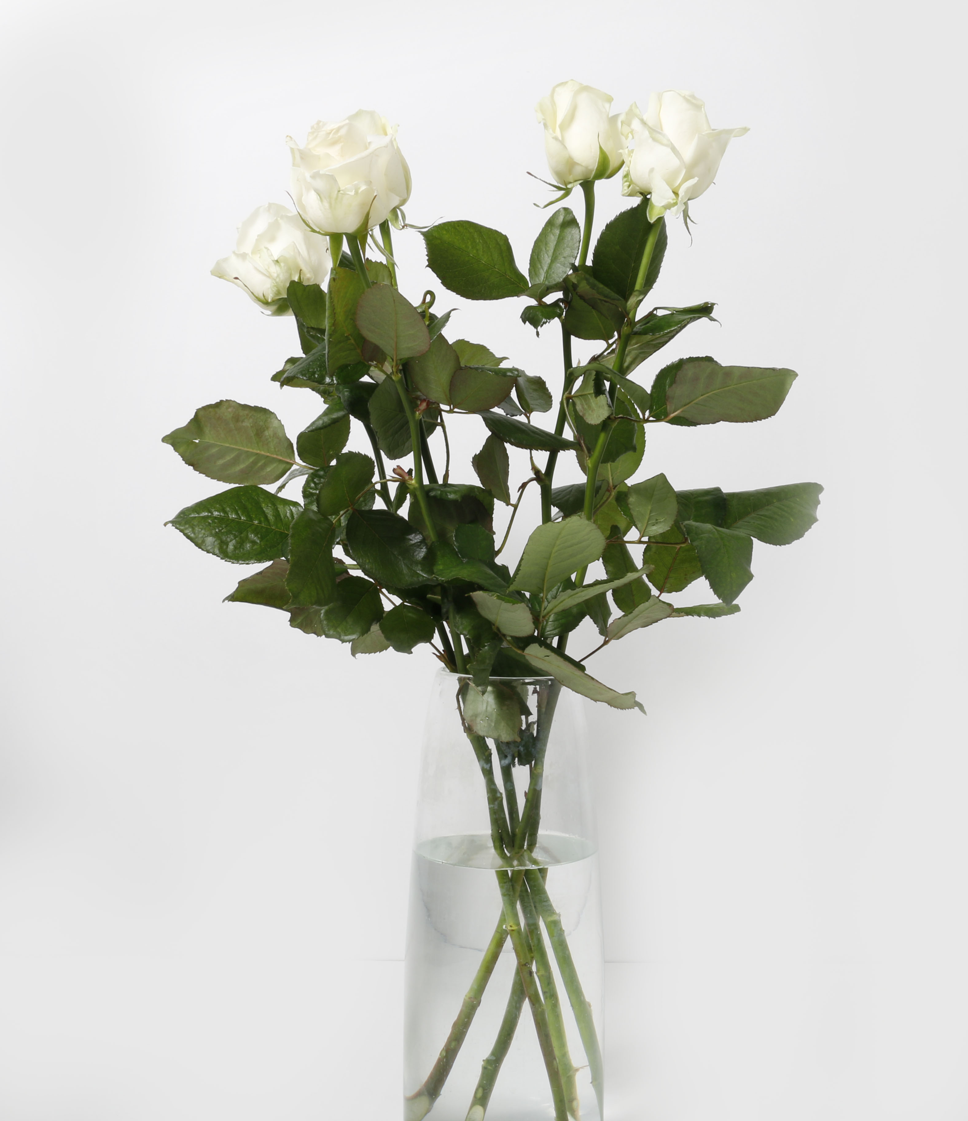 Rósir hvítar 60cm 5stk.