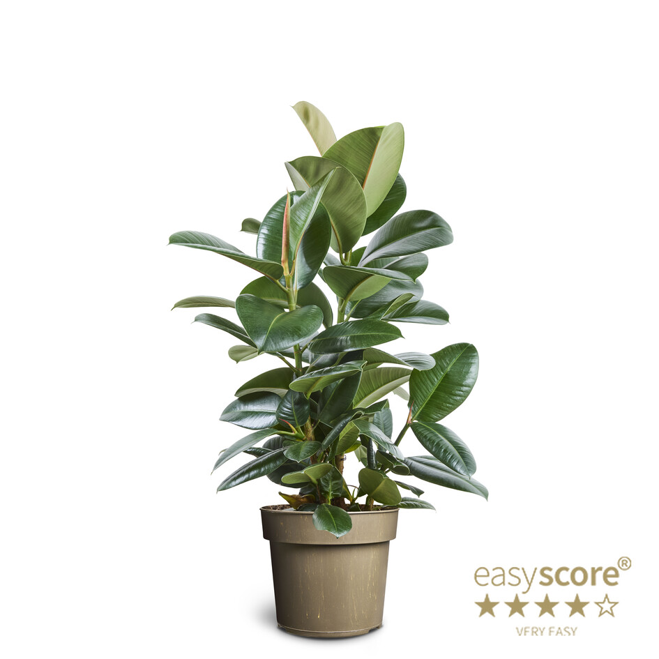 Ficus Elastica/Gúmmífíkus Sofia í 24cm potti