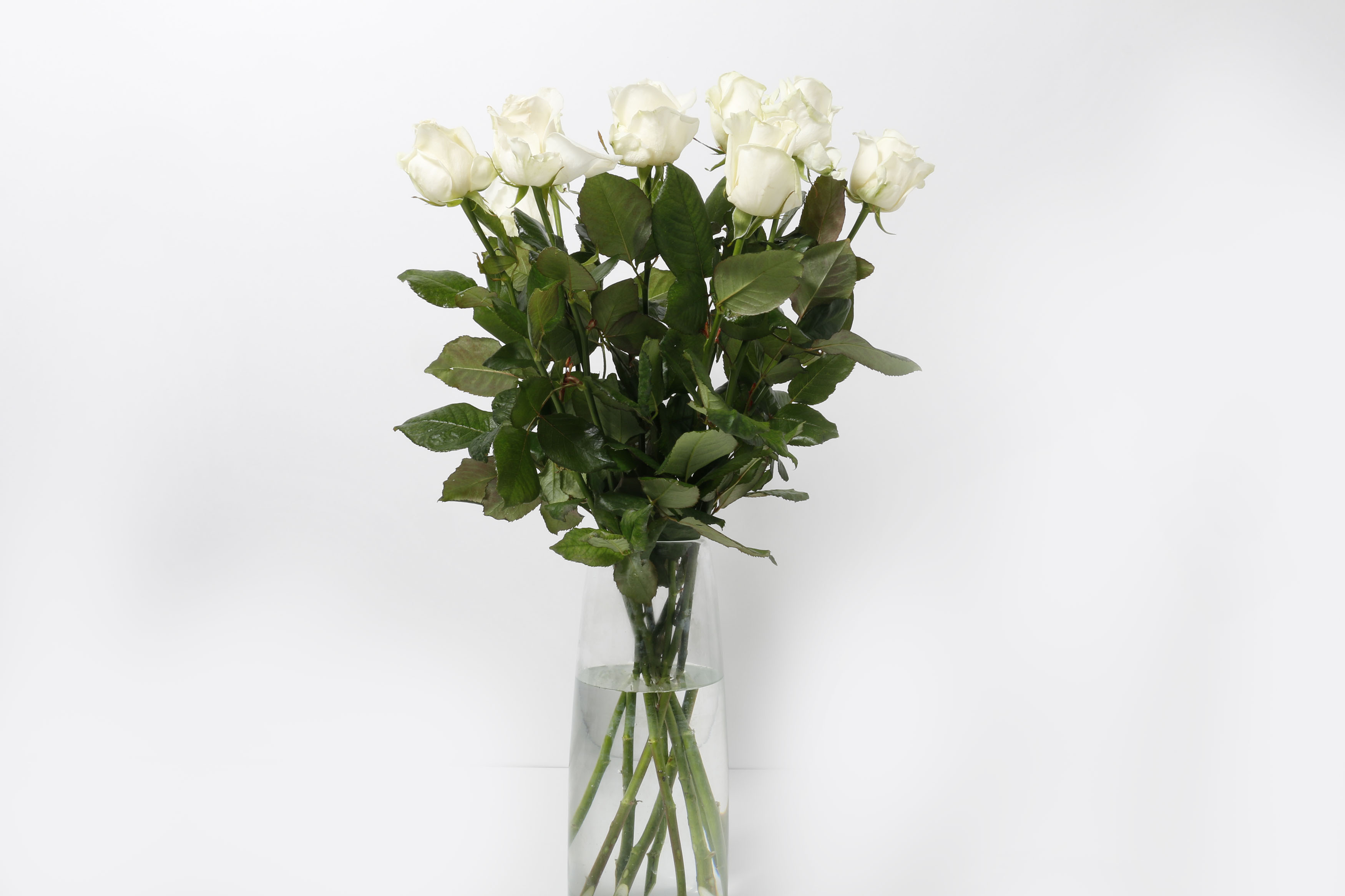 Rósir hvítar 60cm 10stk.