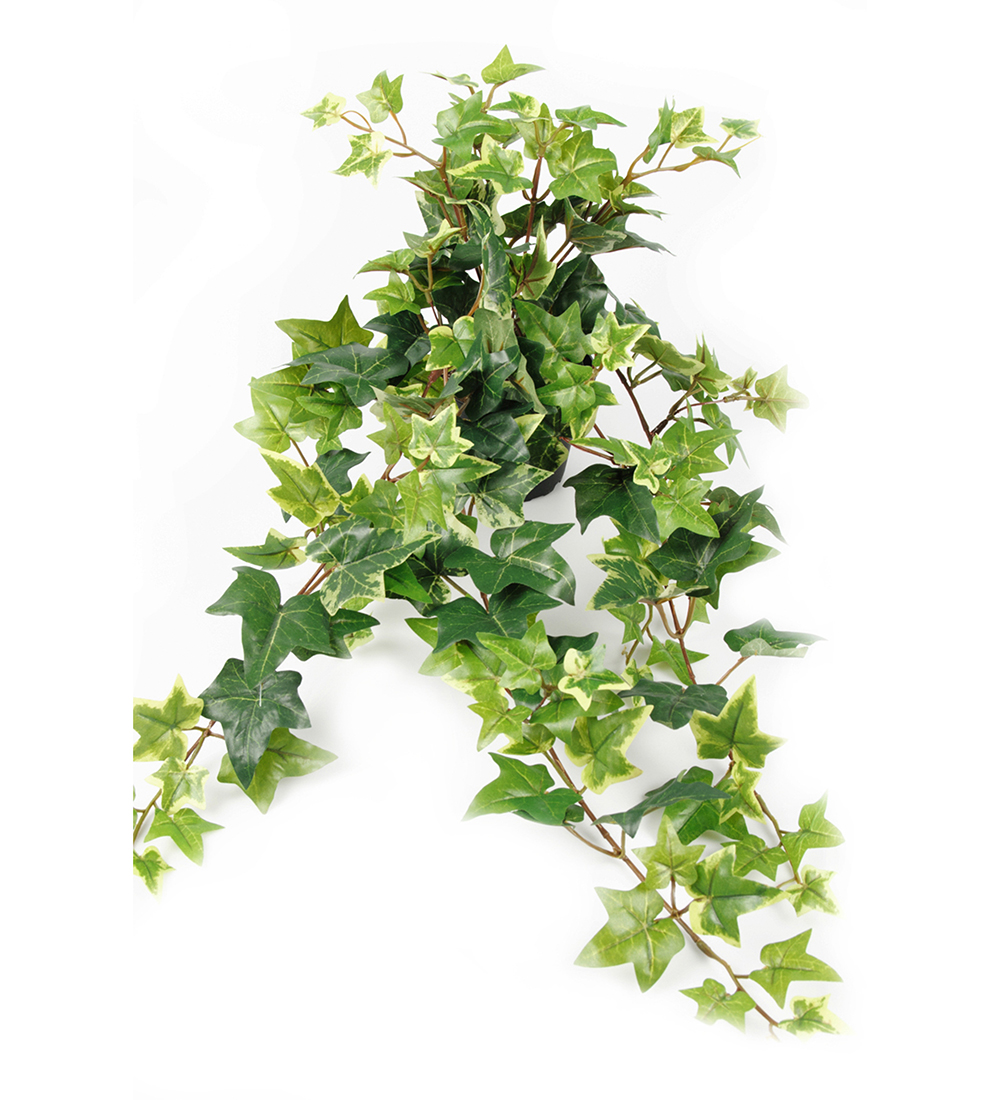 Gervi Hedera Helix/Bergflétta 60cm