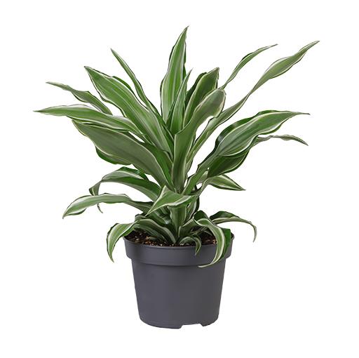 Dracaena Draco/Drekablóðstré í 12cm potti