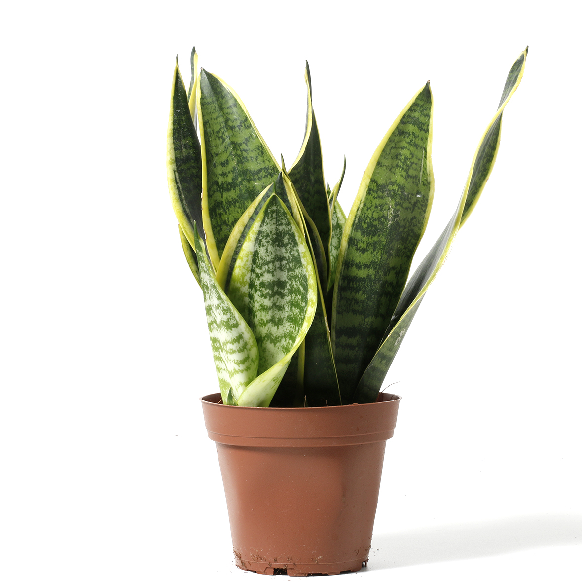 Sansevieria Trifasciata/Indíánafjöður í 12cm pt.