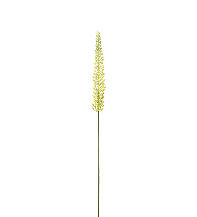 Gervi Eremurus 75cm gul
