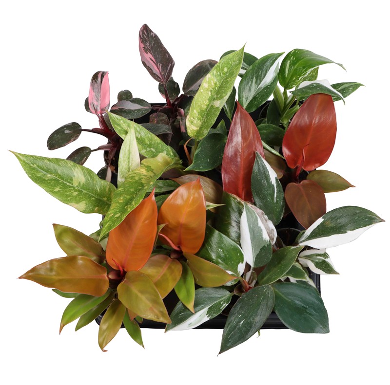 Phylodendron hybrid í 6cm potti