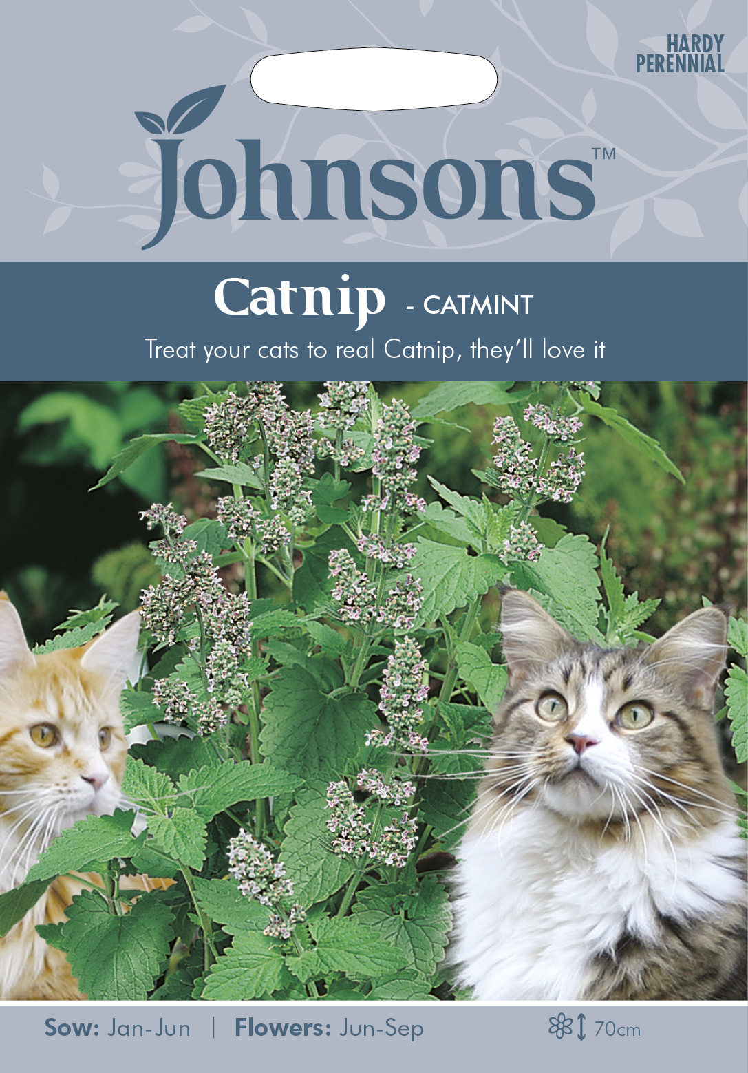 Fræ Catnip Catmint