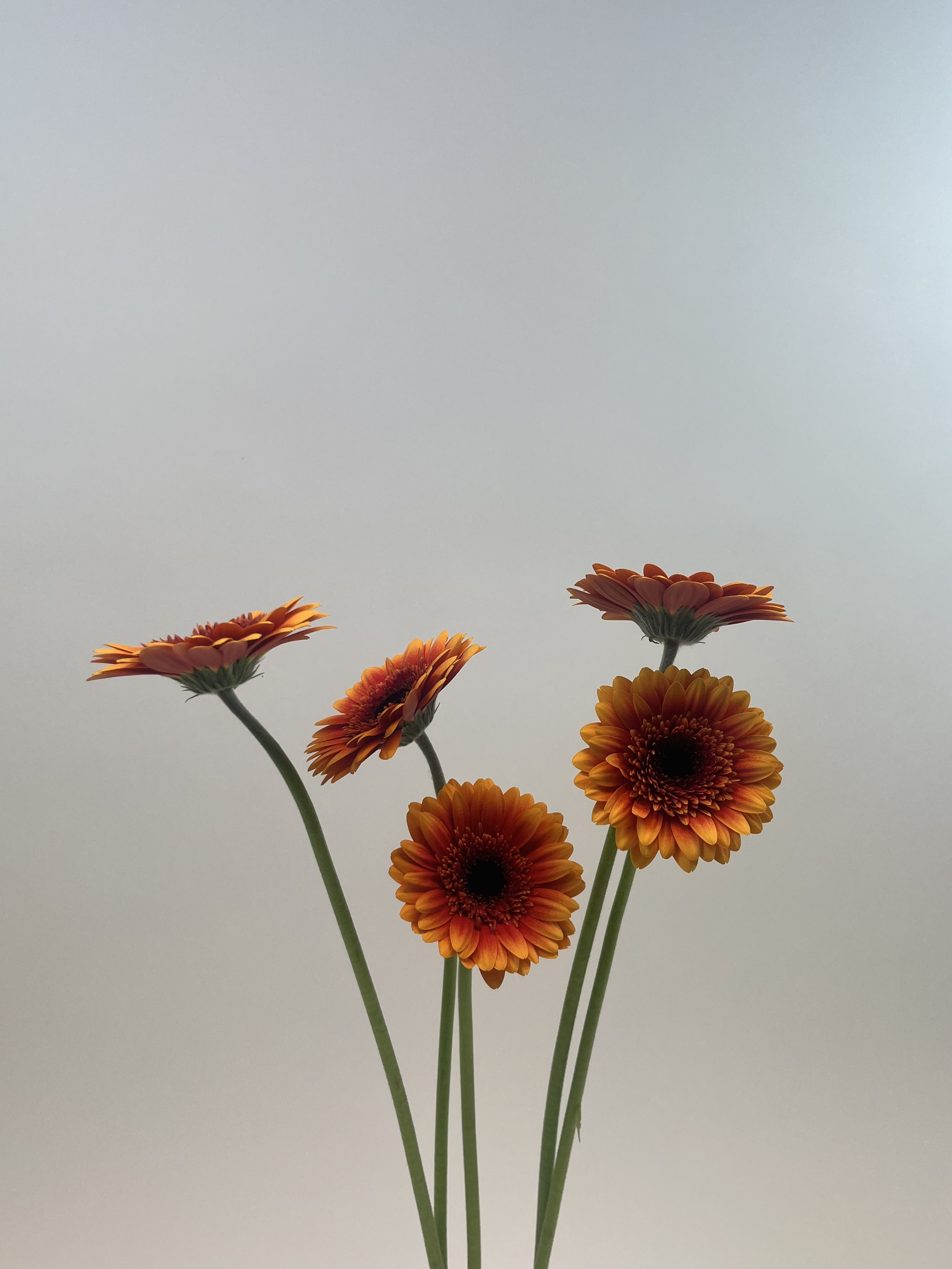 Gerberur appelsínugular 5stk.