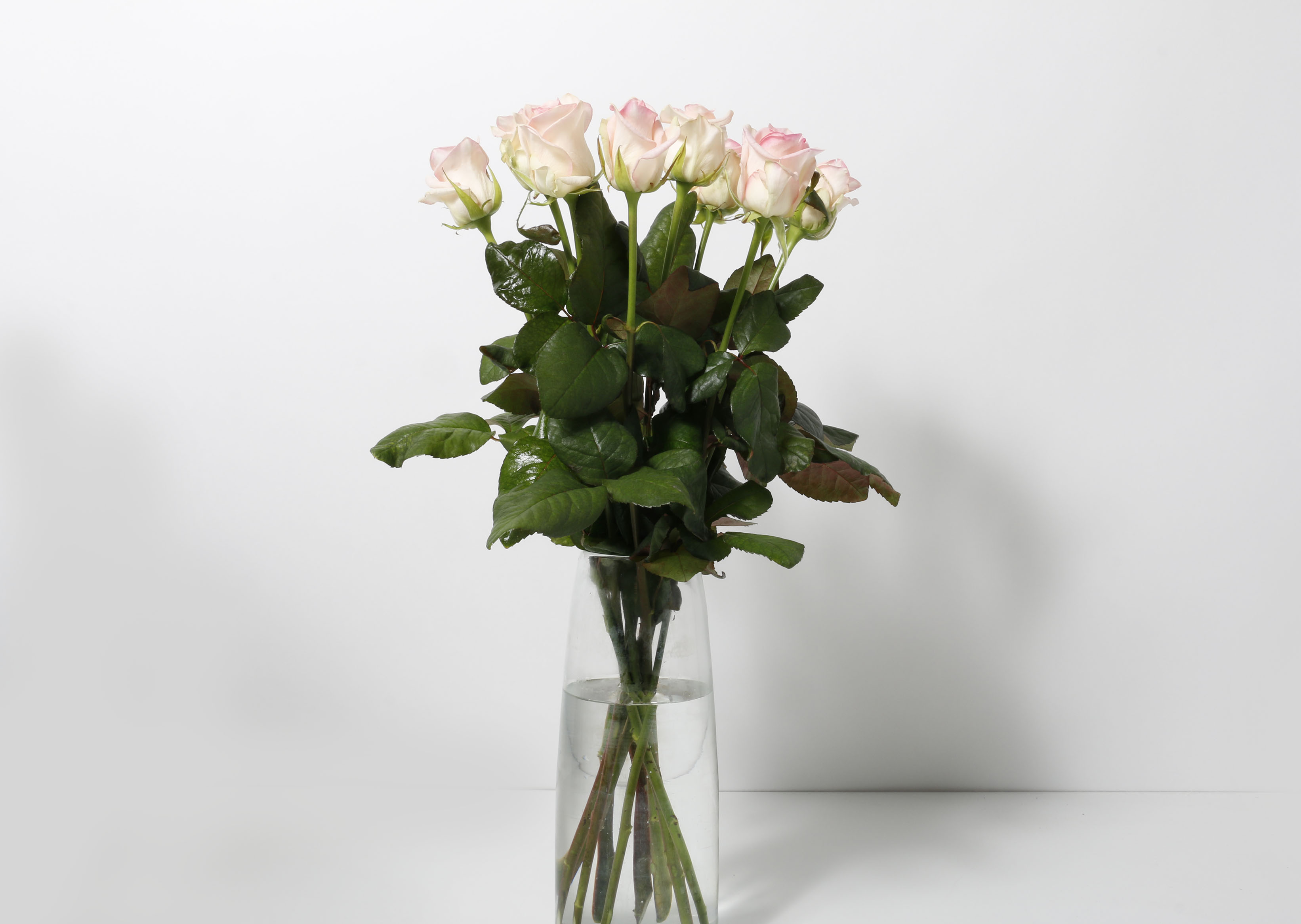 Rósir bleikar 60cm 10stk.