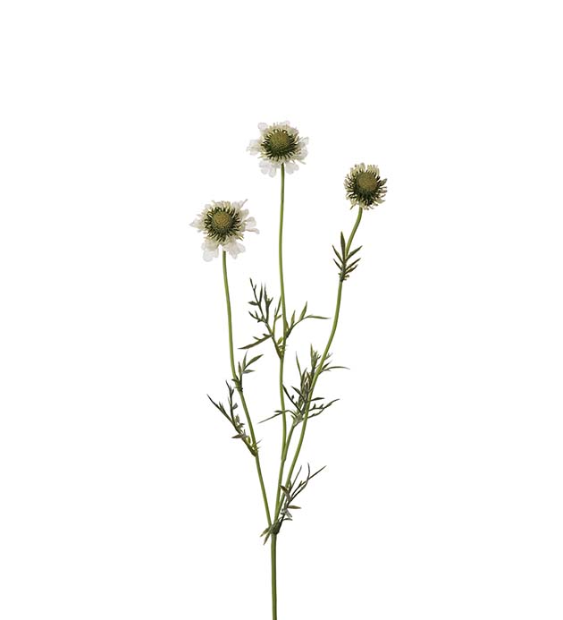 Gervi Scabiosa 64cm hvítt