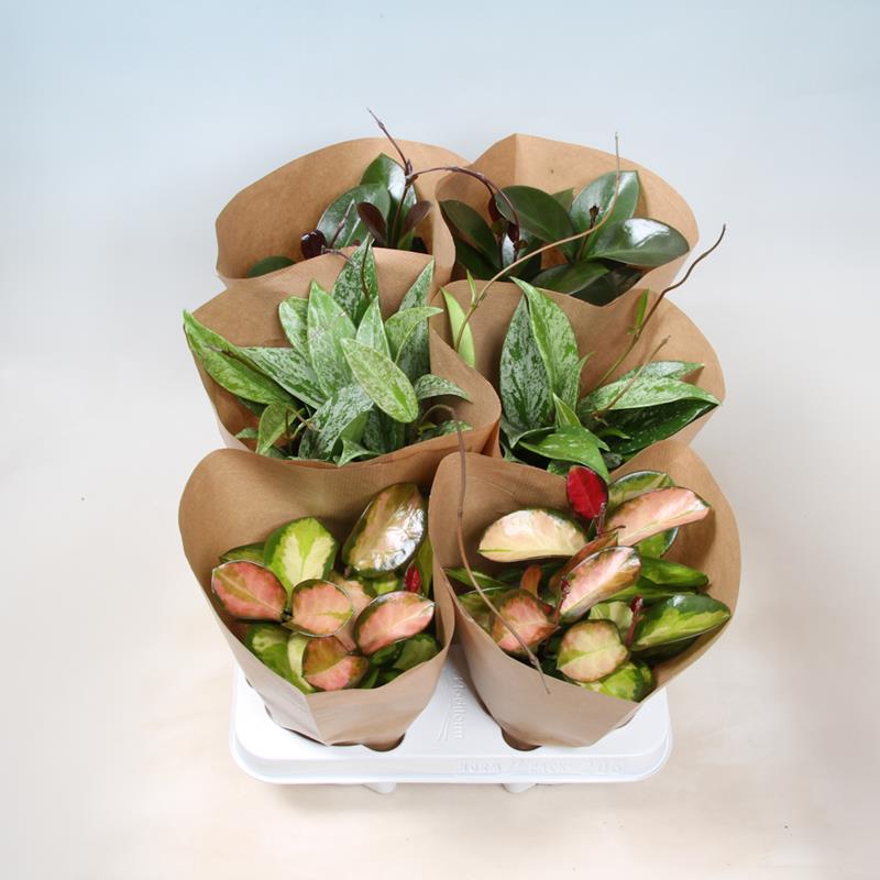 Hoya Carnosa/Kínavaxblóm ýmsar tegundir í 12cm potti