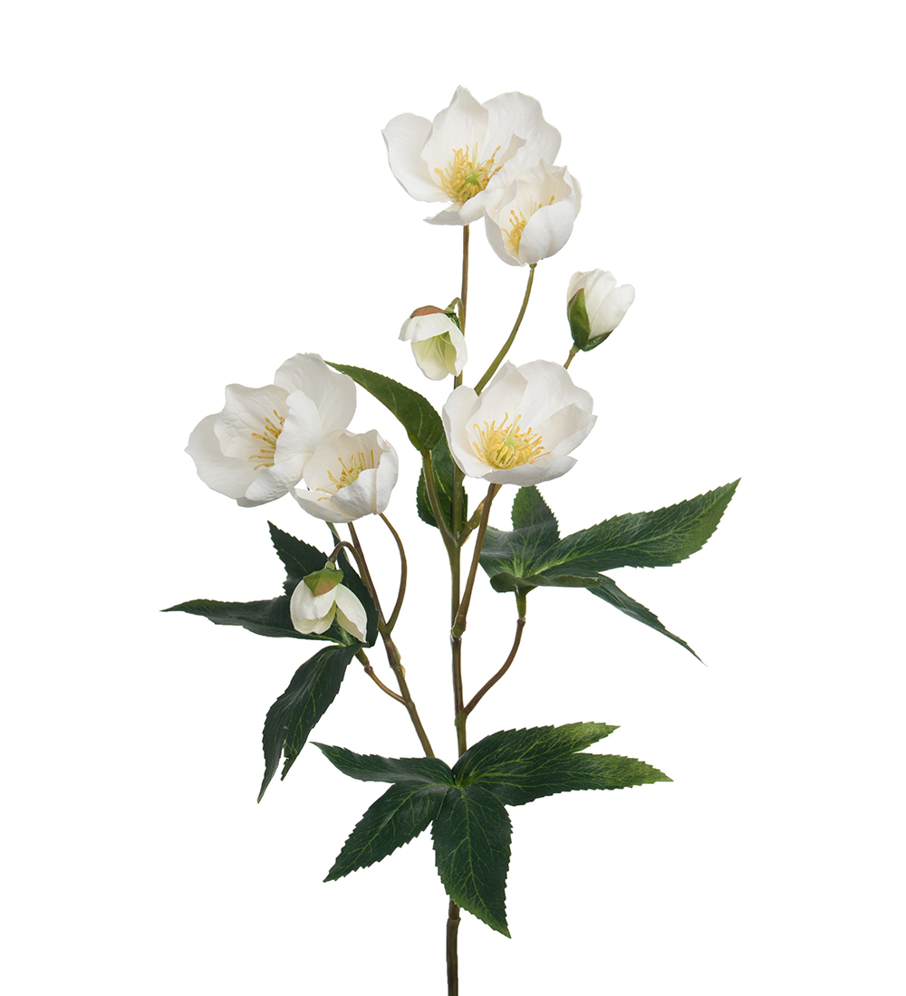 Grein Jólarós hvít 57cm