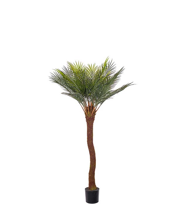 Gervi Cycas í potti 90cm grænt