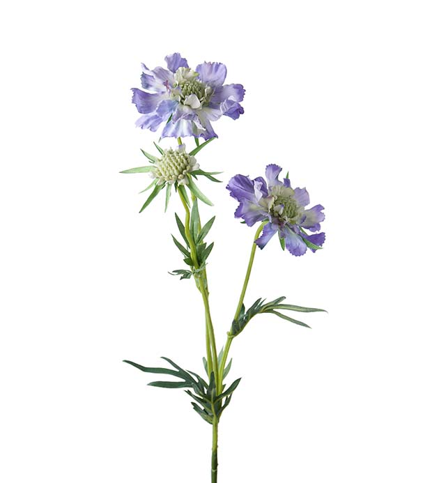 Gervi Scabiosa 70cm blá