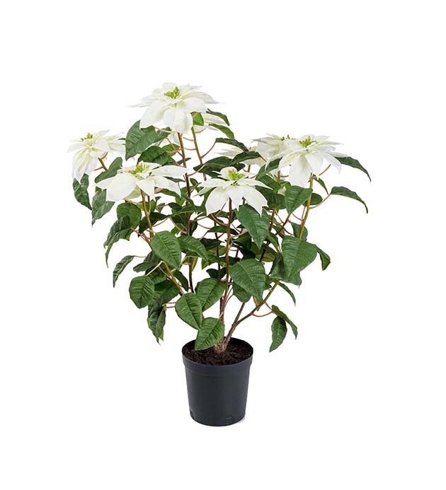 Gervi jólastjarna hvít í potti h70cm