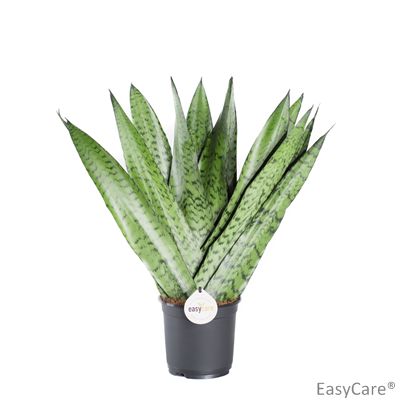 Sansevieria Zeylanica/Strengjurt í 14cm pt.