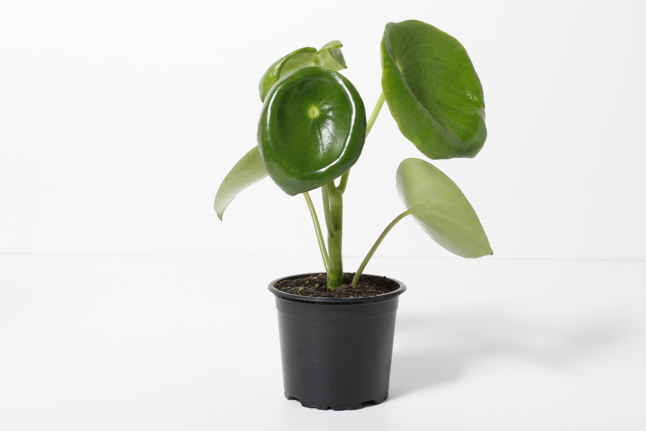 Peperomia Polybotrya í 11cm pt.