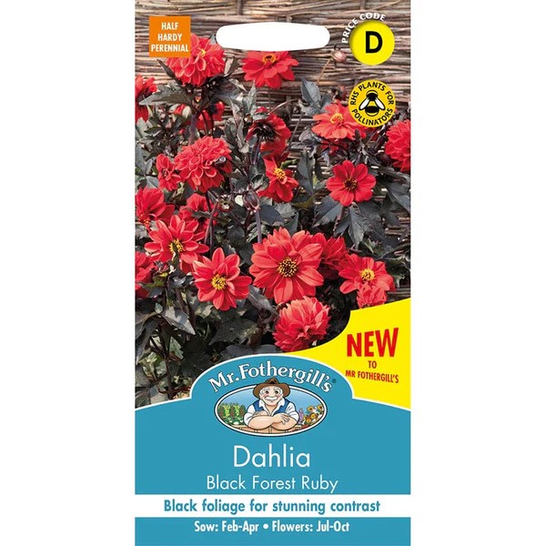 Fræ Dahlia pinnata Black Forest ruby