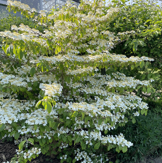 Viburnum Plicatum/Lórunni Kilimandjaro í 22cm potti