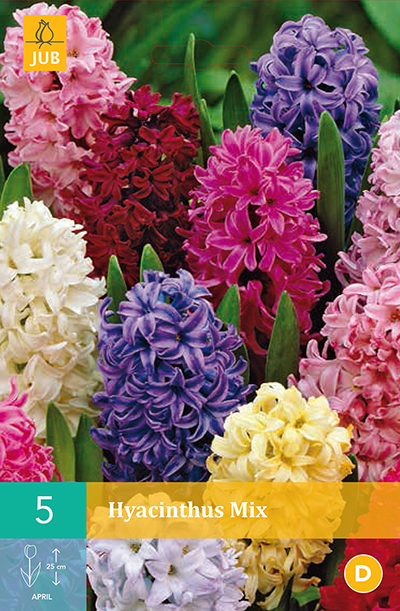 Hyacinths Mix 5stk. 15/16