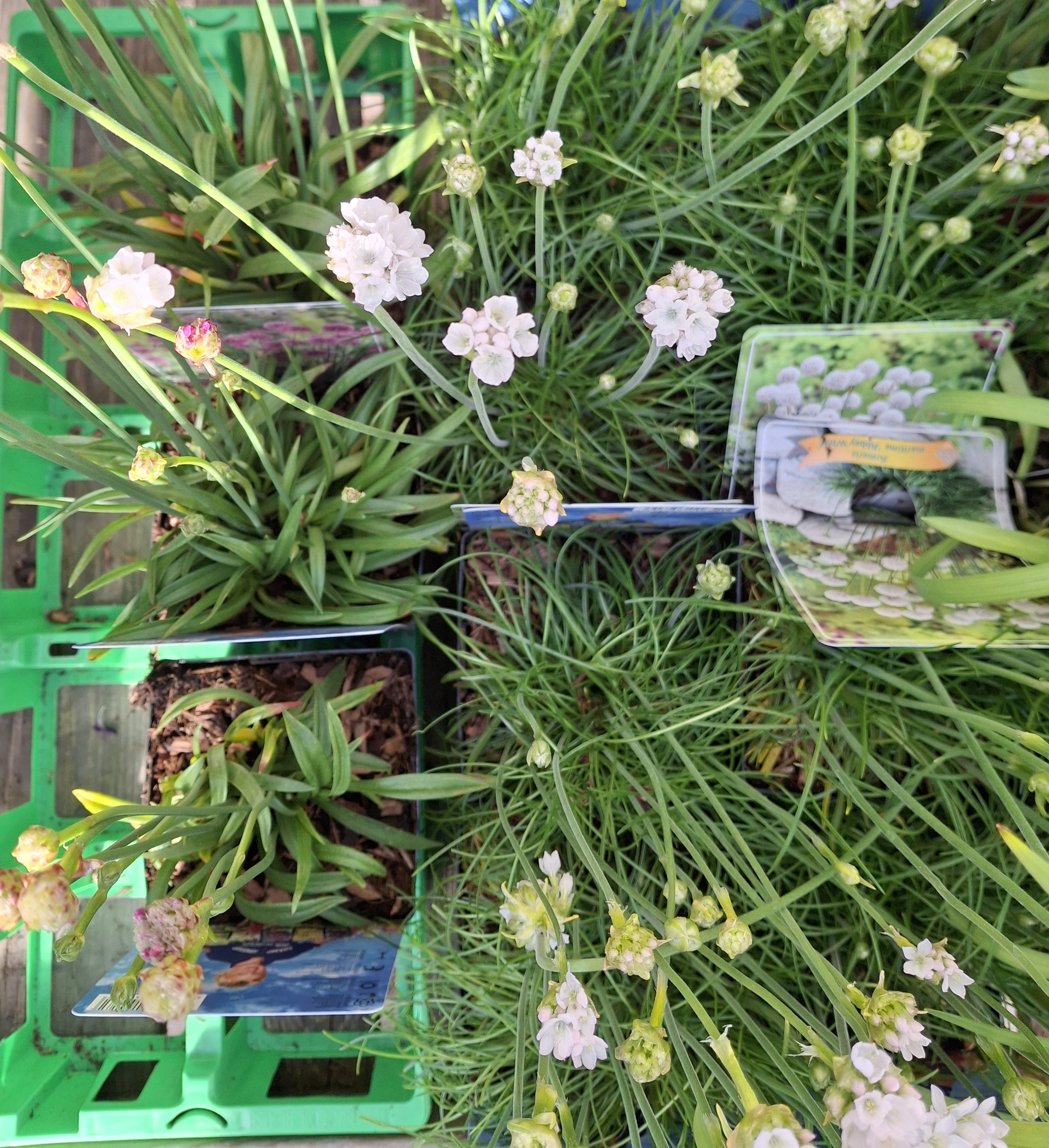 Armeria Maritima / Geldingahnappur, 12cm pt.