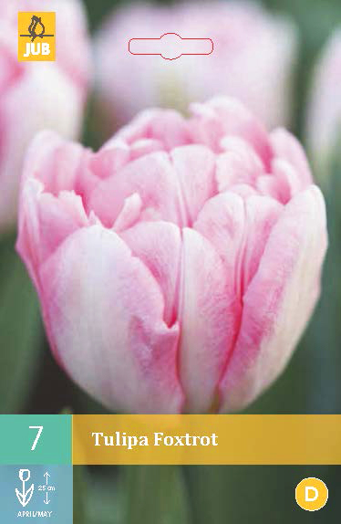 Tulips Foxtrot 7stk. 11/12 Double Early