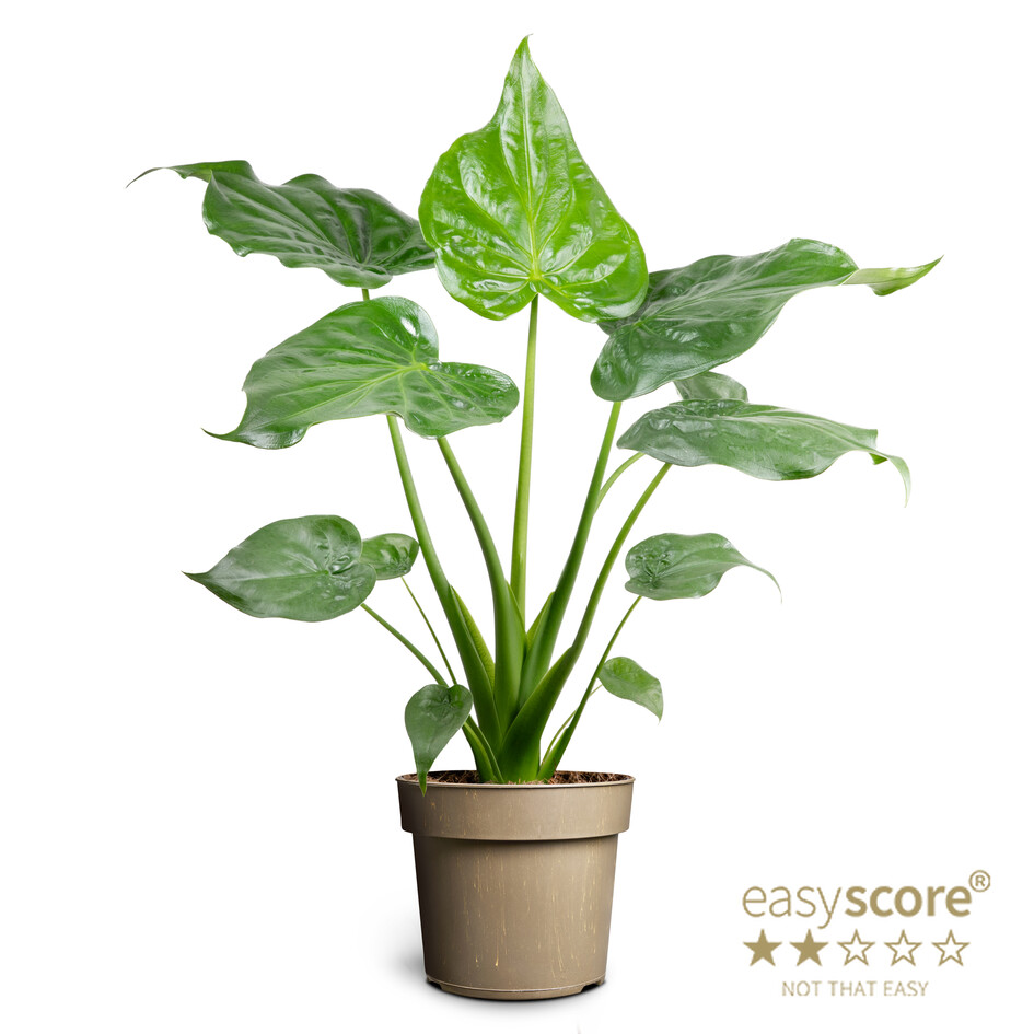 Alocasia Cucullata í 17cm potti